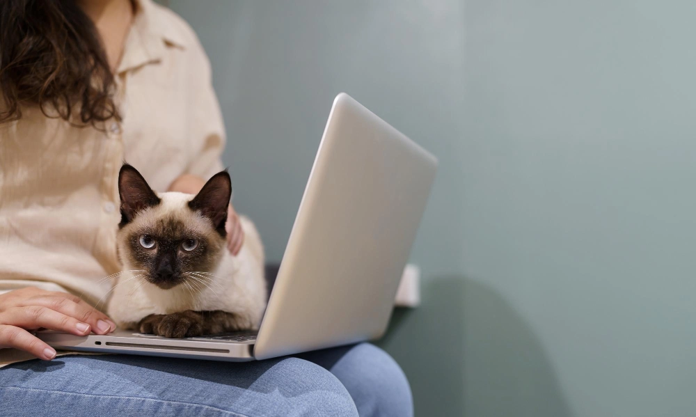 Gato junto a una persona utilizando un portátil para comprar productos para mascotas en línea.