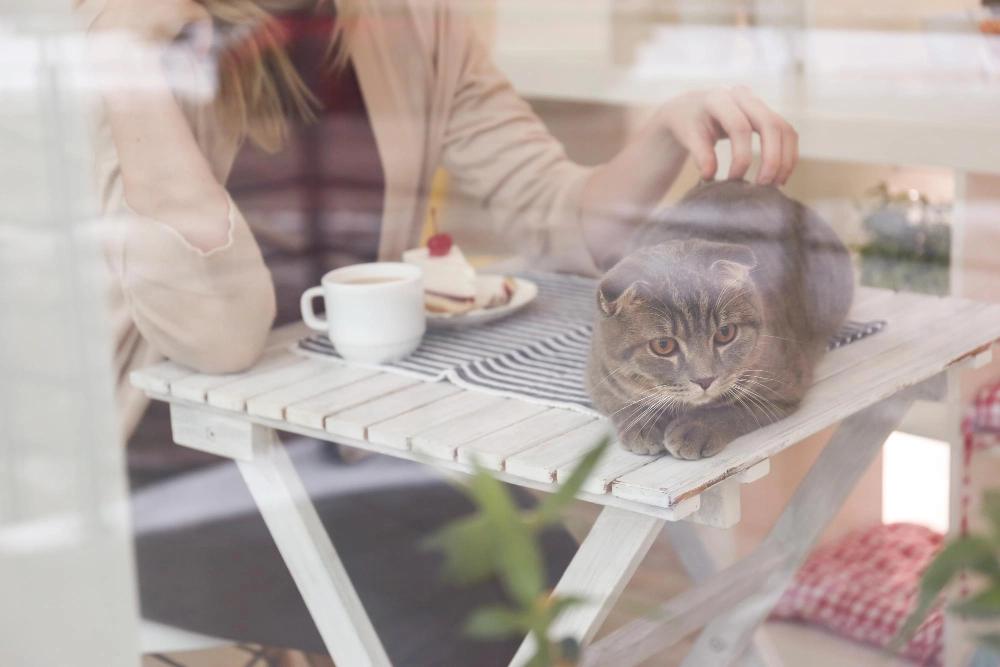 Gato descansando sobre una mesa junto a una persona en una cafetería pet friendly.
