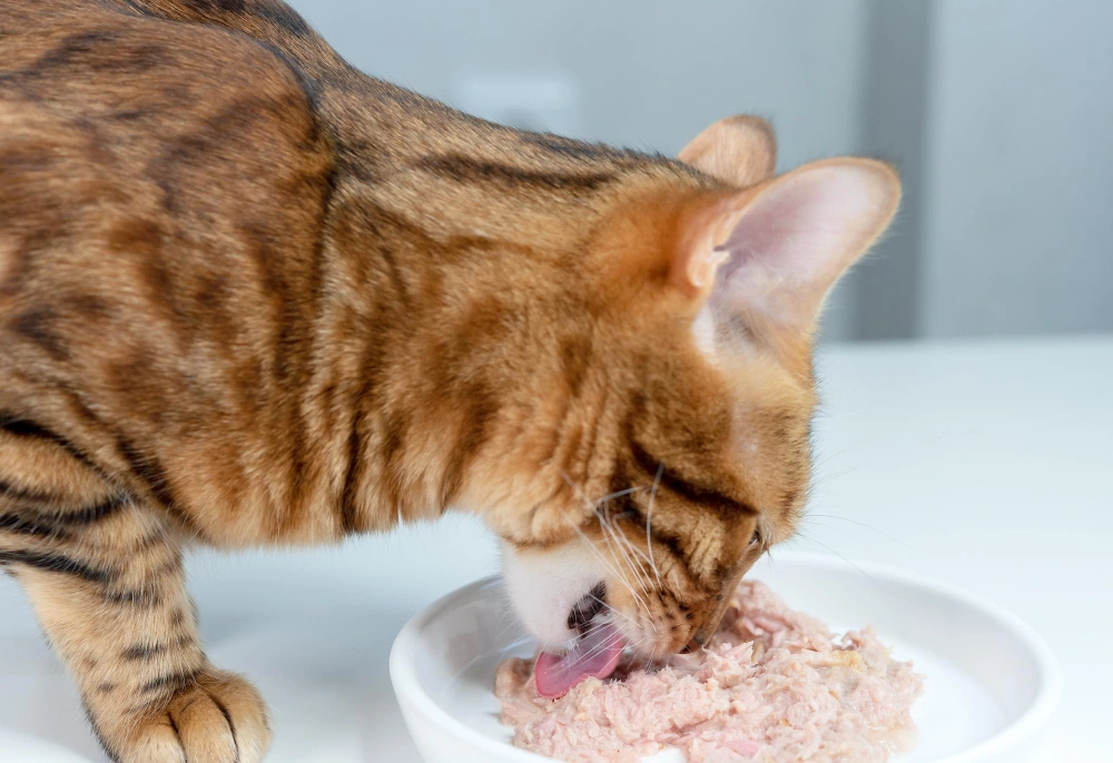 Gato comiendo alimento húmedo de alta calidad en un plato.