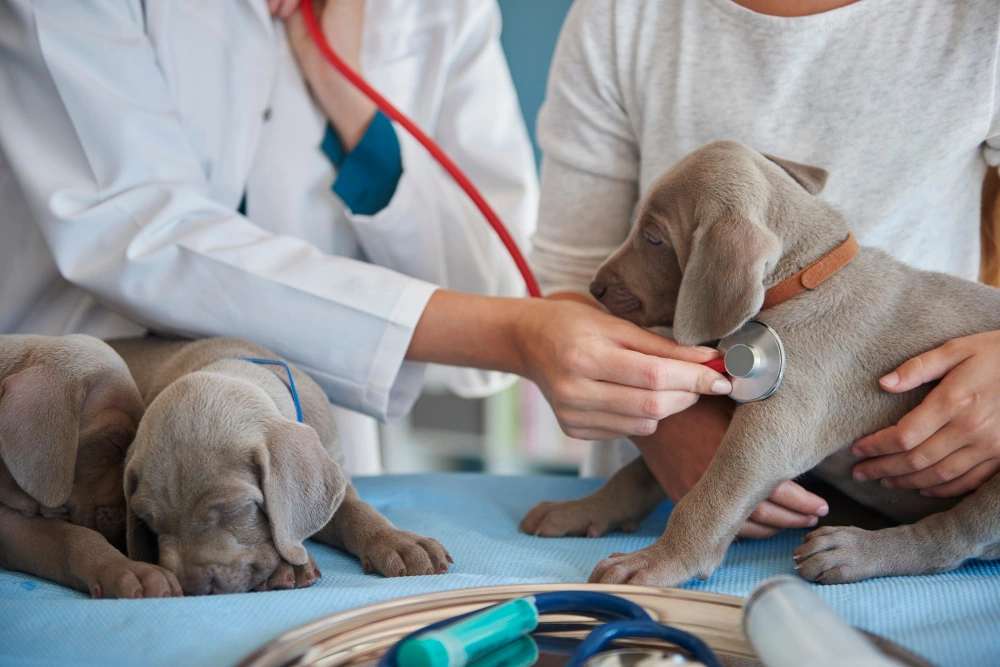 Veterinario revisando a un cachorro con estetoscopio durante una consulta médica.