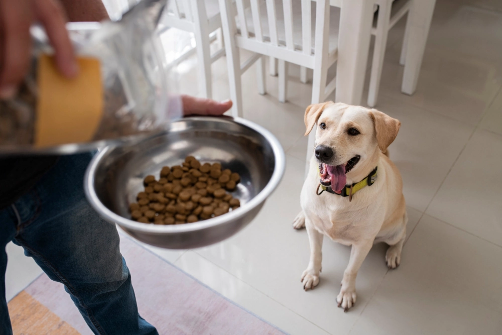 Perro esperando su ración de pienso mientras su cuidador prepara la comida.