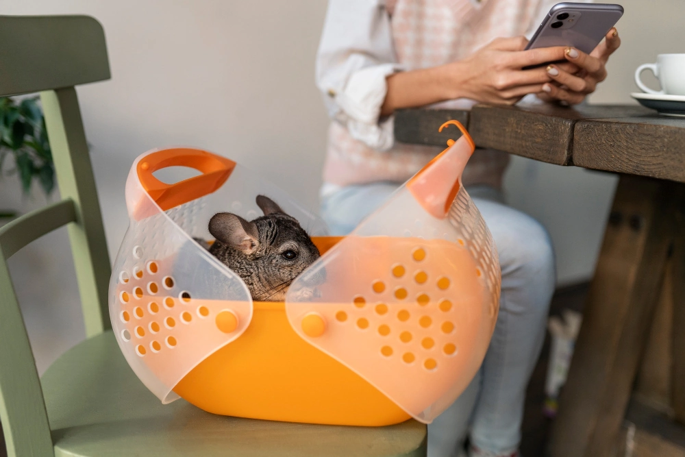 Chinchilla dentro de un transportín portátil mientras su propietaria utiliza un teléfono móvil.