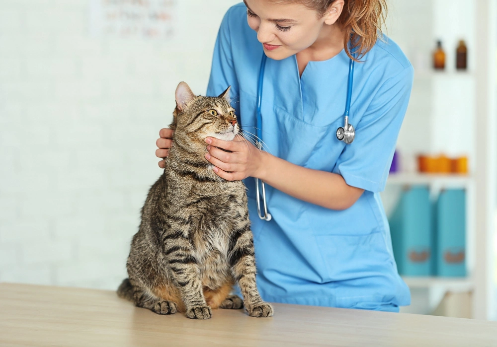 Veterinaria revisando a un gato en una clínica de mascotas